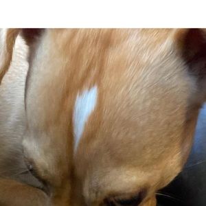 Meet your Posher, Carter